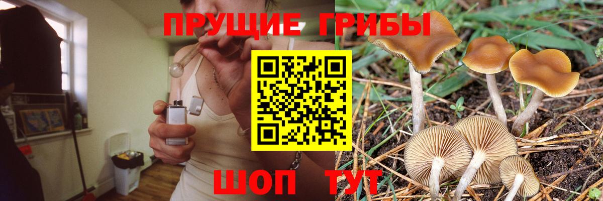 как найти   Вход с VPN  Амурск  Псилоцибиновые грибы Cubensis 